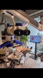 “ちゃんと出来る”って意外と難しい…💦

でも、見えるようになると
一気に世界が変わって
本当に楽しくなります✨

同じように悩んでいる方に
少しでもヒントになったら
嬉しいです🫶

一緒にマイクロ沼に
ハマりましょう🦷💕

マイクロって好きですか？

#顕微鏡歯科　#歯科衛生士  #マイクロ